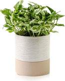 Nihow Self Watering Plant Pot: 6 Inch Ceramic Planter with Drainage Hole & Water Storage Plus for Indoor & Outdoor Plants - Cylinder Round Flower Pot for Succulent/Herbs/Violets - Cream White & Brown by CozyNest Decor