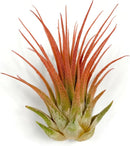 Ionantha Guatemala Tillandsia Air Plant, Guatemala Tillandsia Live Airplant, Healthy Arrival Guaranteed, Great Indoor Plant, Home Decor & Gift (Peach) by GreenHaven Gardens