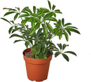Umbrella Plant Premium Potting Mix - Experience The Difference of Hand-Mixed Quality and Natural Ingredients - 4 Quart by GreenHaven Gardens