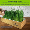 ZESTIGREENS Organic Cat Grass Seeds - Non-GMO Blend of Wheat, Oats, Rye & Barley for Indoor Cats | Seeds Come in Food Grade Container with Lid for Easier Scooping & Keeping Fresher (0.5 lb) by GreenHaven Gardens
