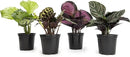Calathea Prayer Plants Live House Plants Kit (4 PK), Calathea Plant Live Indoor Plants Live Houseplants, Live House Plants Indoors Live Plants Indoor, Live Indoor House Plants Live by Plants for Pets by GreenHaven Gardens