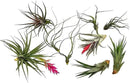 Air Plants - Loki Gift Box - 9ct - Live Arrival Guaranteed - House Plants for Home Decor & Gift by GreenHaven Gardens