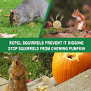 Squirrel Repellent Outdoor, Chipmunk Repellent for Attic/Garden/Bird Feeders/Plants/Cars, Deterrent Squirrels, Keep Chipmunks Away-Pack of 12 by TinyTreasures Baby Boutique