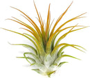 Ionantha Guatemala Tillandsia Air Plant, Guatemala Tillandsia Live Airplant, Healthy Arrival Guaranteed, Great Indoor Plant, Home Decor & Gift (Orange) by GreenHaven Gardens