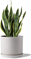 8 Inch Plant Pots: Ceramic Planter with Drainage Hole & Saucer - Flowerpot for Indoor & Outdoor Plants - Beaded Embossed Design White - with Separate Tray by GreenHaven Gardens