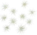 Air Plant Shop 10 Pack Rare Tectorum Ecuador Air Plants - Unique, Bright White, Nursery-Grown Tillandsia House Plant with Fuzzy Trichomes for Terrariums, Driftwood & Living Walls - Wholesale by GreenHaven Gardens