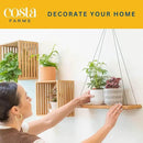 Costa Farms Live House Plants (4 Pack), Easy to Grow Live Indoor Houseplants, Grower's Choice Air Purifier Set, Potted in Indoors Garden Plant Pots, Potting Soil, Housewarming Gift, Home or Room Decor by GreenHaven Gardens