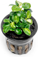 Anubias Live Aquarium Plants - Potted Freshwater Plant for Fish Tanks, Terrariums - Beginner Friendly Low Light (Stardust Mini, 1 Pot) by GreenHaven Gardens