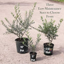American Plant Exchange Live Olive Tree, Arbequina – Real Fruiting, Edible Indoor/Outdoor Houseplant – Medium 7.5-Inch Pot, Perfect for Home, Office, Patio & Garden Décor by GreenHaven Gardens