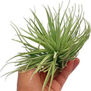 Air Plants - Flowering Tillandsia Rose BAER, Large 5" - 5ct - Live Arrival Guaranteed - House Plants for Home Decor & Gift by GreenHaven Gardens