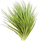 Air Plants - Flowering Tillandsia Rose BAER, Large 5" - 2ct - Live Arrival Guaranteed - House Plants for Home Decor & Gift by GreenHaven Gardens