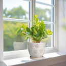 6 Inch Plant Pot with Drainage Hole and Saucer Ceramic Planter for Indoor Plant Flower Pot for Orchid Succulents Plants White by GreenHaven Gardens
