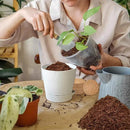 ZeeDix Organic Coco Coir Pellets Potting Soil, 100pcs 30mm Compressed Coconut Fiber Seed Starter Soil Pellets, Coco Peat Soil Discs for Indoor Ourdoor Plants, Herbs, Houseplants, Flowers, Vegetables by GreenHaven Gardens