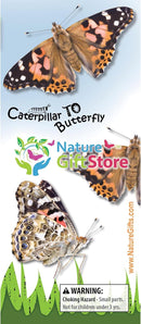 32 Live Caterpillars Shipped Now: Butterfly Kit Refill for School Sized Kit with Extra Larva Rearing Supplies and 32 Little Cups by Nature Gift Store by TinyTreasures Baby Boutique