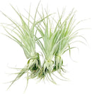Live Air Plant - Tillandsia Gardneri 5-7” - 3ct - ragnaroc Rare Collectors Indoor Tropical Plant - Live Arrival Guaranteed - House Plants for Home Decor & Gift by GreenHaven Gardens
