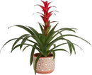 Costa Farms Bromeliad, Flowering Live Indoor Plant in Modern Flower Pot, Houseplant with Flowers in Potting Soil, Grower's Choice, New House Gift, Home or Room Decor, 20-Inches Tall by GreenHaven Gardens