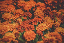Black Duck Brand Set of 100 Flower Seed Packets! Flower Seeds in Bulk - Best Value Seeds - Great for Classrooms, Beginner Gardeners and Kids! - Deluxe Varieties! (100) by GreenHaven Gardens