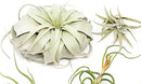 5 Pack of Large Tillandsia Air Plants - Xerographica, Juncea, Bulbosa, Caput Medusae & Harrisii- Live Succulent House Plants Availabe in Wholesale and Bulk - Easy Care Indoor and Outdoor Plant by GreenHaven Gardens