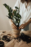 Premium ZZ Plant Organic Potting Blend - Sustainable Growth & Revitalized Soil Ecosystem - 5 QUARTS by GreenHaven Gardens
