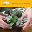 Costa Farms Succulents (6 Pack), Live Mini Succulent Plants, Grower's Choice Live Houseplants, Potted in Nursery Plant Pots, Potting Soil, Gift for Bulk Baby Shower, Bridal Shower, DIY Room Decor by GreenHaven Gardens