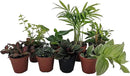 Terrarium & Fairy Garden Plants - 8 Plants in 2" pots by GreenHaven Gardens