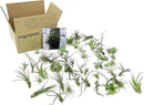 Air Plants Bulk - Tillandsia Variety Wholesale Pack, Regular 1-3" - 50ct - Live Arrival Guaranteed - House Plants for Home Decor & Gift by GreenHaven Gardens