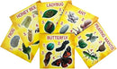 Insect Lore's Life Cycle Figurines 24 Pc Set | Butterfly, Ladybug, Frog, Honey Bee, Ant and Praying Mantis | 4 Stages Per Insect, 24 Figurines Total by TinyTreasures Baby Boutique