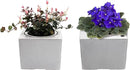 2-Pack Ceramic African Violet Self Watering Pot 6 Inch Square Pot 3.5 Inch Innter Pot Easy Fill Water Reservoir White by GreenHaven Gardens