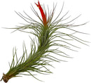 Air Plants - Venner Gift Box Large 4" - 7ct - Live Arrival Guaranteed - House Plants for Home Decor & Gift by GreenHaven Gardens