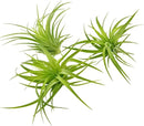 Live Air Plants - Tillandsia Geminiflora 1-3" - 3ct – ragnaroc Live Indoor Plant - Live Arrival Guaranteed - House Plants for Home Decor & Gift by GreenHaven Gardens