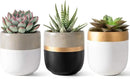 Dahey 3 Pack Small Cement Succulent Planter Pots 4 Inch Modern Mini Concrete Flower Pots Indoor Outdoor for Cactus Herb or Small Plants Home Decor by GreenHaven Gardens