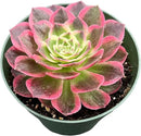 Live Succulent Plants Aeonium 'Dark Sea', Easy Care Potted Succulents, Approx 4" D x 8" H, Indoor Houseplant, Unique Gifts, Home Office Décor by GreenHaven Gardens