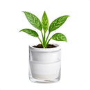 D'vine Dev 4 Inch Design Self Watering Planter for Indoor Plants, White Terracotta Pots with Cylinder Glass Cup, 37-X-A-2 by GreenHaven Gardens