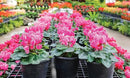 Premium Cyclamen Potting Soil Mix - Perfect Balance of Nutrients, Drainage, and Aeration for Thriving Blooms - 2 Quart by GreenHaven Gardens