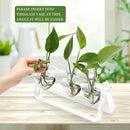 Plant Terrarium Propagation Stations with Wooden Stand Birthday Gifts for Women Plant Stand Indoor Office Home Decor by GreenHaven Gardens
