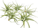 Live Air Plants - Tillandsia Albida 3-5" - 5ct – ragnaroc Live Indoor Plant - Live Arrival Guaranteed - House Plants for Home Decor & Gift by GreenHaven Gardens
