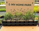 32 Live Butterfly Milkweed Plants (Asclepias tuberosa) Perennial Wildflowers from My Home Park – Individually Potted in 4” Pots – 4–8” Tall on Arrival – Not Seeds – Blooms in Mid-Summer – Zones 4-8 by GreenHaven Gardens