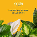 Costa Farms Live House Plants (4 Pack), Easy to Grow Live Indoor Houseplants, Grower's Choice Air Purifier Set, Potted in Indoors Garden Plant Pots, Potting Soil, Housewarming Gift, Home or Room Decor by GreenHaven Gardens