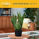 Costa Farms Sansevieria Grower's Choice Snake Live Indoor Plant, 12-Inches Tall, Grower Pot by GreenHaven Gardens