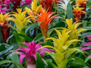 Premium Bromeliad Potting Soil by Gardenera - Unlock The Full Potential of Your Bromeliads - 5 QUARTS by GreenHaven Gardens