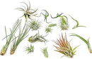 Live Air Plants - Tillandsia Variety, Regular 1-3" - 15ct - Live Arrival Guaranteed, House Plants for Home Decor & Gift by GreenHaven Gardens