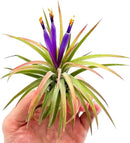 Air Plants - Tillandsia Ionantha Pack, Regular 1-3" - 5ct - Live Arrival Guaranteed - House Plants for Home Decor & Gift by GreenHaven Gardens