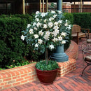 Gardenia Veitchii - Everblooming - Gardenia Jasminoides. Fragrant Evergreen Shrub with Glossy Foliage and Pure White Blooms, Perfect for Pots, Borders, or Gardens (2 Gardenia Veitchii Plants in Cup) by GreenHaven Gardens