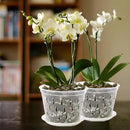 Orchid Pot, 8 Inch 4 Pack Orchid Pots with Holes and Saucers, Clear Plastic Orchid Pots by GreenHaven Gardens
