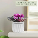 6 inch Self Watering Pot for Indoor Plants, African Violet Pot Ceramic, Flowers Planter (4 inch Opening), Holds 3 Weeks of Water (2 Pack White) by GreenHaven Gardens