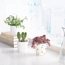 Live Succulents 'Crassula pellucida SSP' (4-inch), Succulent Plants Fully Rooted in Pots with Soil, Easy-Care House Plant for DIY, Home Office Decor, Wedding Party Favor by GreenHaven Gardens