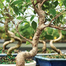 Brussel's Bonsai Live Golden Gate Ficus Indoor Bonsai Tree - Small, 4 Years Old, 5 to 8 In - Live Bonsai Tree in Ceramic Bonsai Pot with Humidity Tray by GreenHaven Gardens