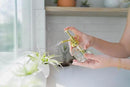 12 Pack of Classic Air Plants Variety - Live Succulent House Plants - Available in Wholesale and Bulk - Home and Garden Decor - Easy Care Indoor/Outdoor Air Plant by GreenHaven Gardens