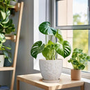 6 Inch Plant Pot with Drainage Hole and Saucer Ceramic Planter for Indoor Plant Flower Pot for Orchid Succulents Plants White by GreenHaven Gardens