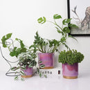 Gepege Ceramic Pots for Plants, Rainbow Pearl Glaze Planter with Drainage Hole, 6.0 inch+5.0 Inch+4.0 Inch. Indoor-Outdoor Large Round Succulent Orchid Flower Pots by GreenHaven Gardens